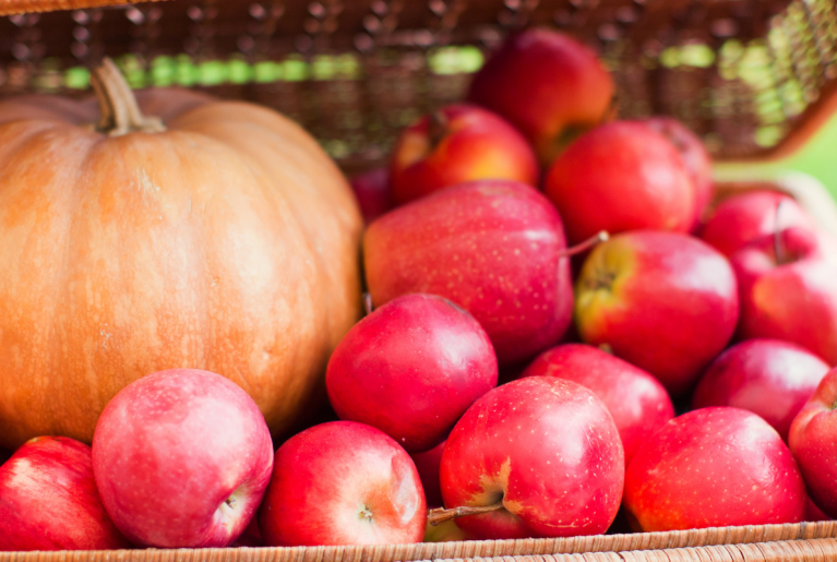 PUMPKIN PATCHES APPLE ORCHARDS NEAR BLUE HARBOR RESORT WEBSITE HEADER