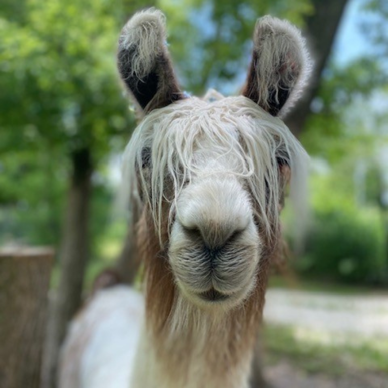 BLACK FROG FARM ALPACA