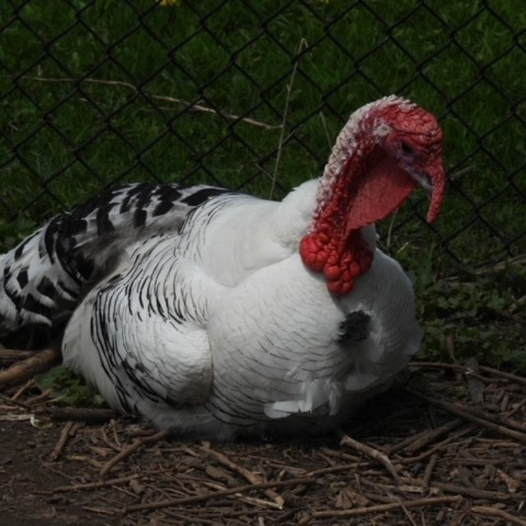 BLACK FROG FARM CHICKEN