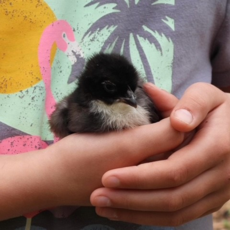 BLACK FROG FARM CHICK