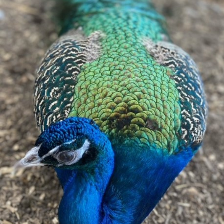 BLACK FROG FARM PEACOCK