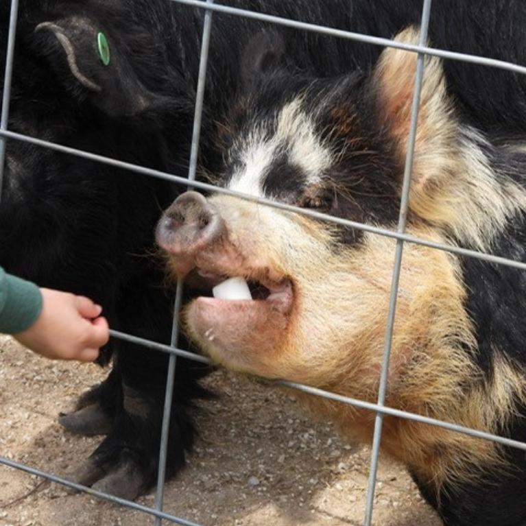 BLACK FROG FARM PIG