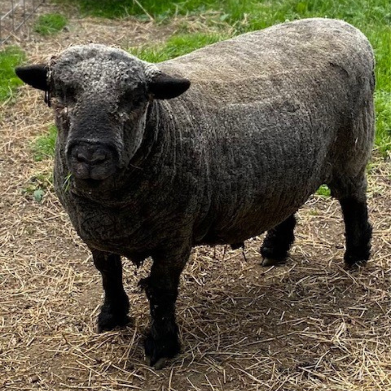 BLACK FROG FARM SHEEP