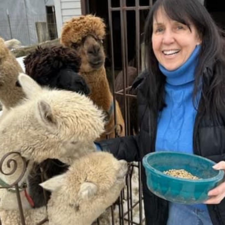 FEEDING AT LONDONG DAIRY ALPACAS RANCH WEB GALLERY