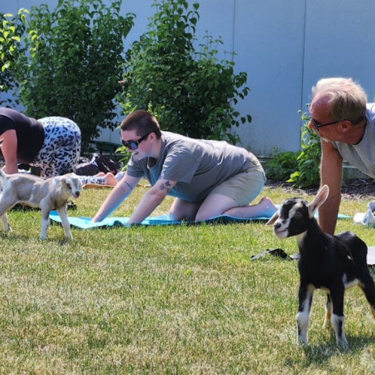 LACLARE CREAMERY GOAT YOGA WEB GALLERY