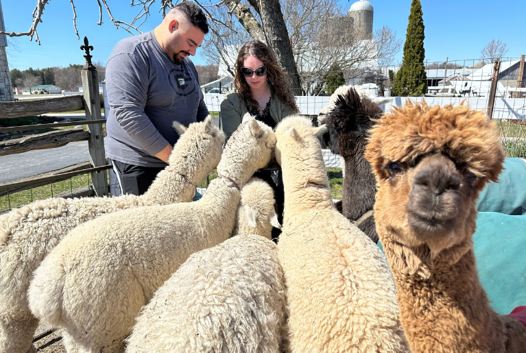 LONDON DAIRY ALPACAS RANCH GROUPING WEB GALLERY