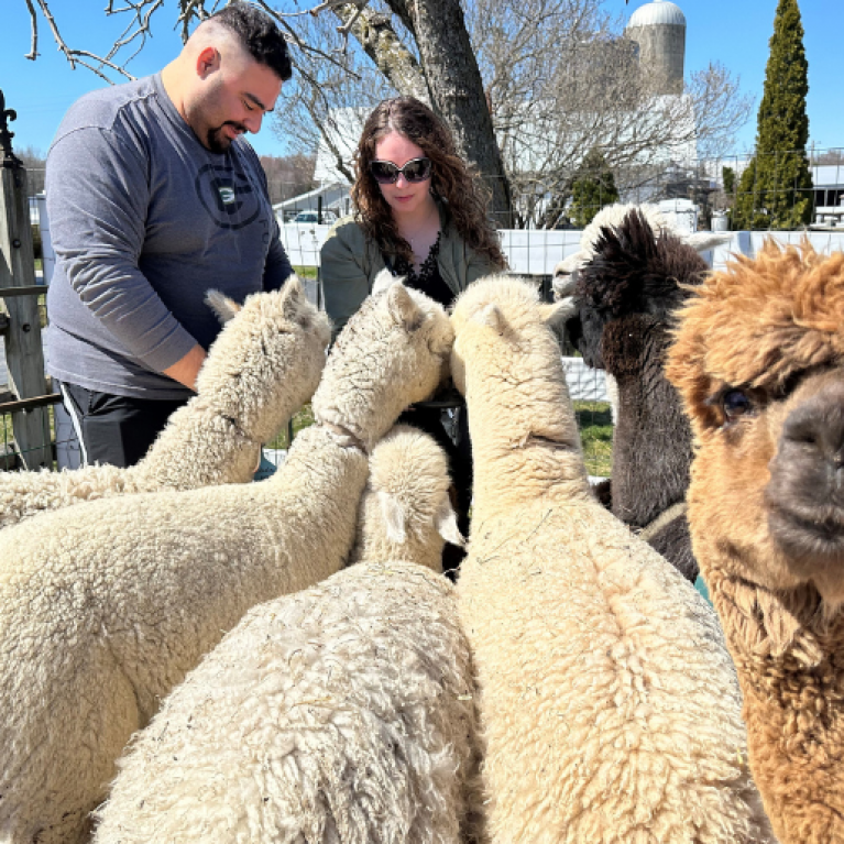 LONDON DAIRY ALPACAS RANCH GROUPING WEB GALLERY