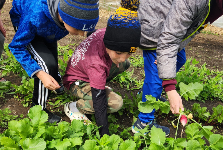 NOURISH FARMS HARVESTING WEB GALLERY