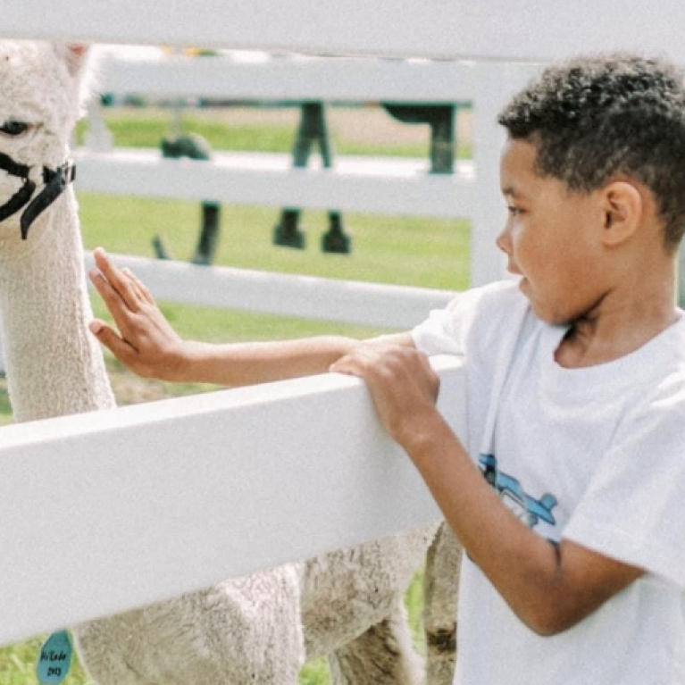 PETTING AT LONDON DAIRY ALPACAS RANCH WEB GALLERY